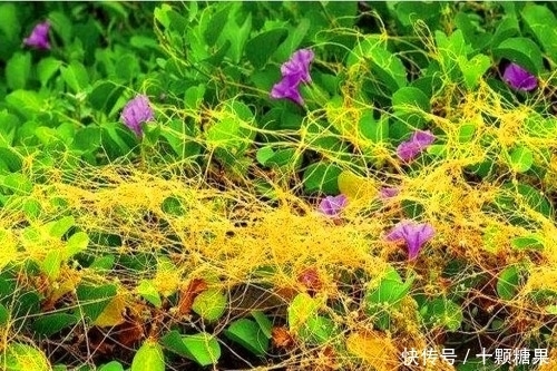 农村这野草价值很珍贵,如今要20元一斤,遇到请珍惜