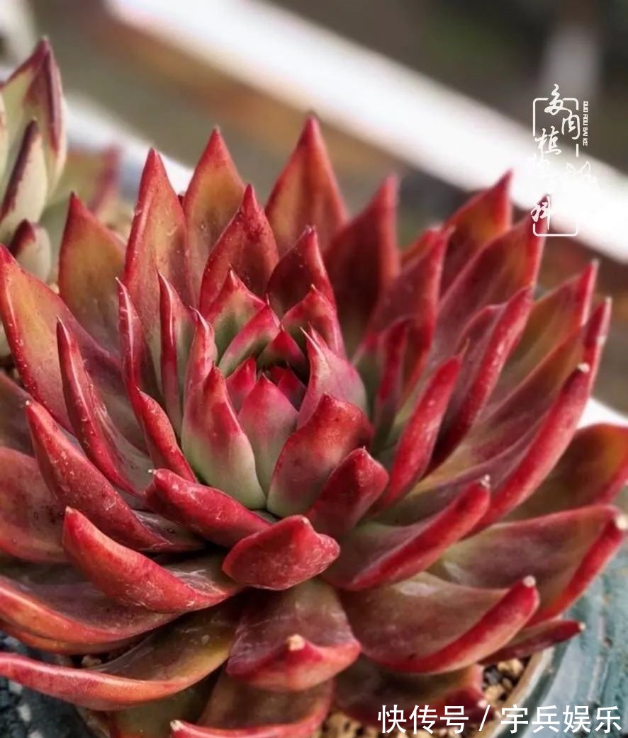 多肉植物|养多肉三年多九万里悟道,终归诗酒田园!