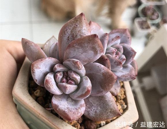 浇灌|往多肉盆里撒把这些东西,不烂根,爆盆又爆仔