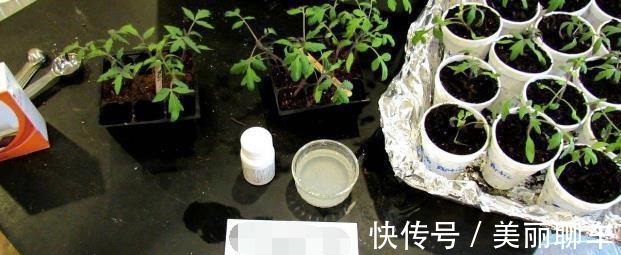 一毛钱的小东西,碾碎了浇花长势壮,扦插生根快,开花一倍