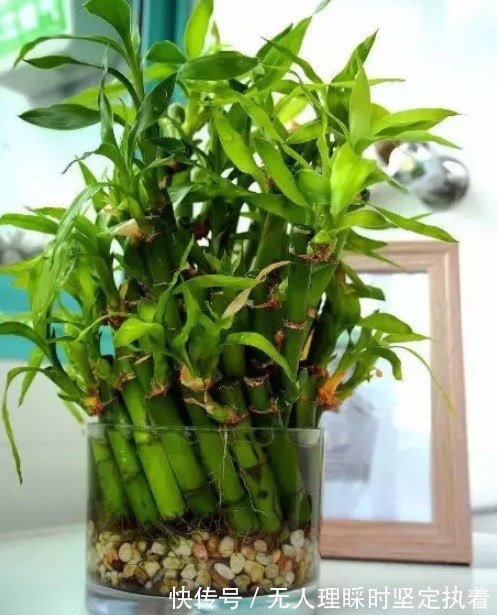 你知道吗这五种植物只要种在房间里，身体便会越来越好哦！