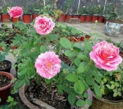 啤酒、淘米水浇花都不如“它”,“它”被称为花界中的万能水!