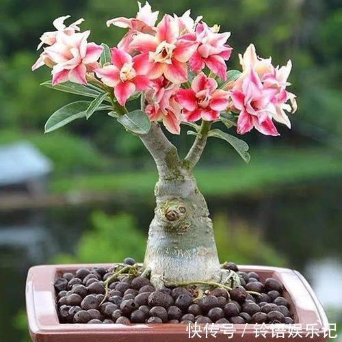 冬天|4种懒人花,种在小盆里,3个月不浇水,长得旺开花多!