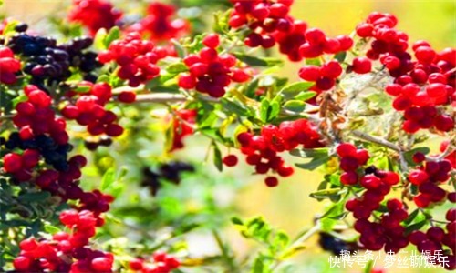 污血|女性要常给自己的身体排毒,推荐多吃4种食物,排毒素,清污血