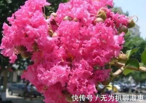 日日红|这几种花期超长的盆栽, 家里种上一盆, 一年四季都有花赏!