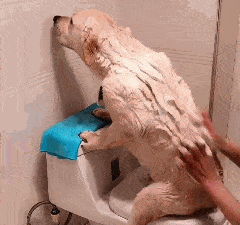 |搞笑GIF:现在白素贞伙食都这么好了?