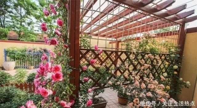 旧农舍改造成花园，一年四季花开不断，邻居看了羡慕的不得了！