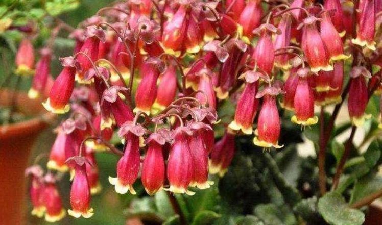 长寿花|聪明人都养4种花,看了就让人沉醉,年年开花不断,美