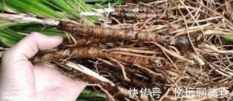 雄激素|农村不起眼的野草,却是天然“雄激素”,补肾助阳