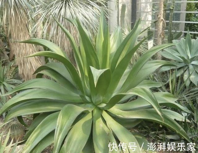 甲醛|养2种花,放客厅能“吸毒气”,夏天多养2盆,赶走室内“甲醛”