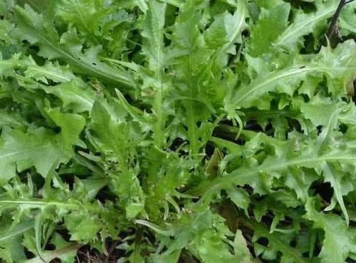 干净|女生来“大姨妈”,5种食物敞开吃,排出子宫毒素,做干净女人