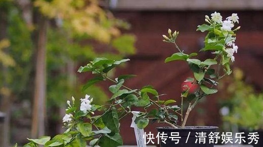 茉莉花|家里养上3种花卉，不用喷香水，就能香飘满屋，好看又好闻！