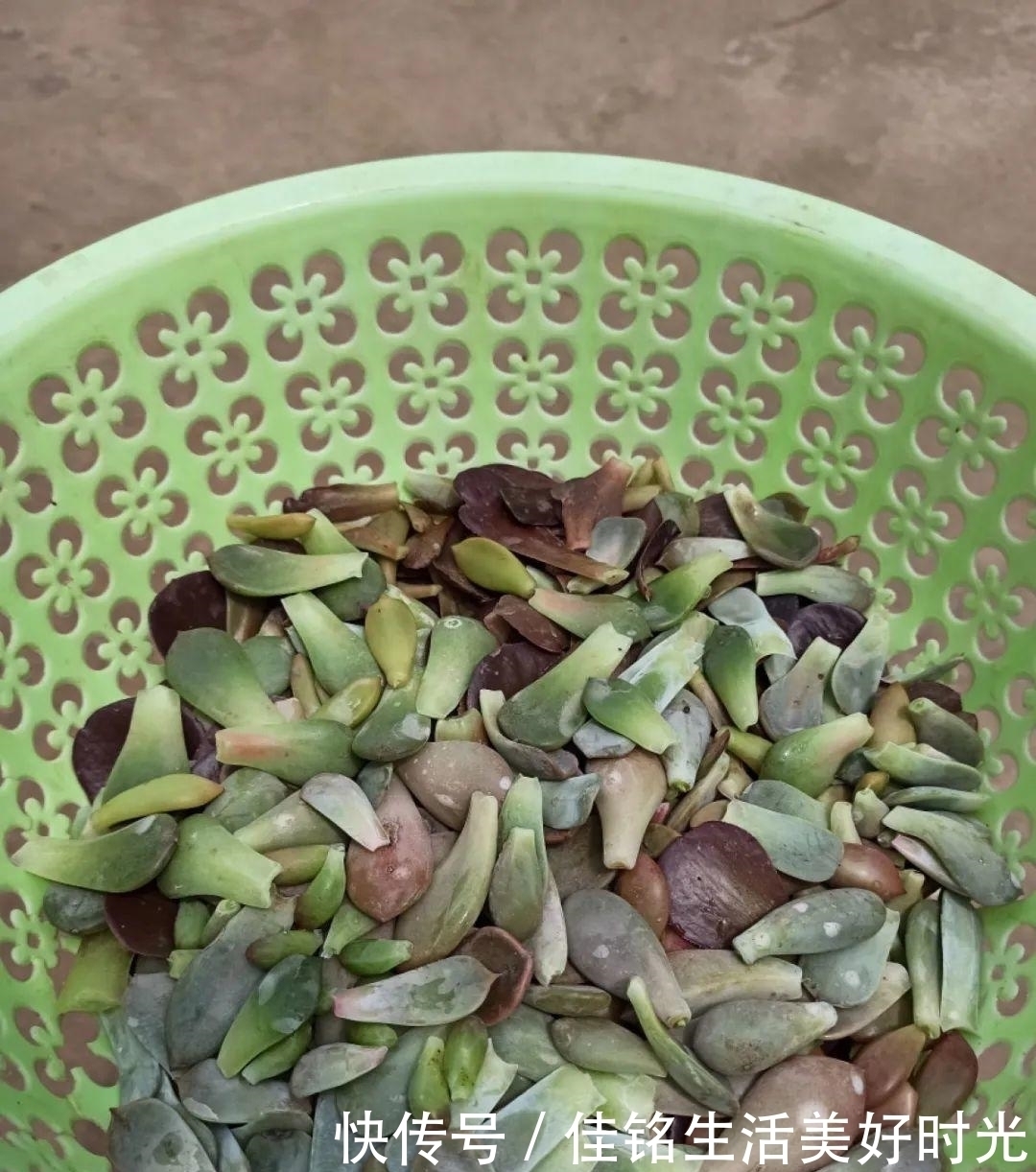 8种花夏天太容易死,现在赶紧扦插,死了也不心疼