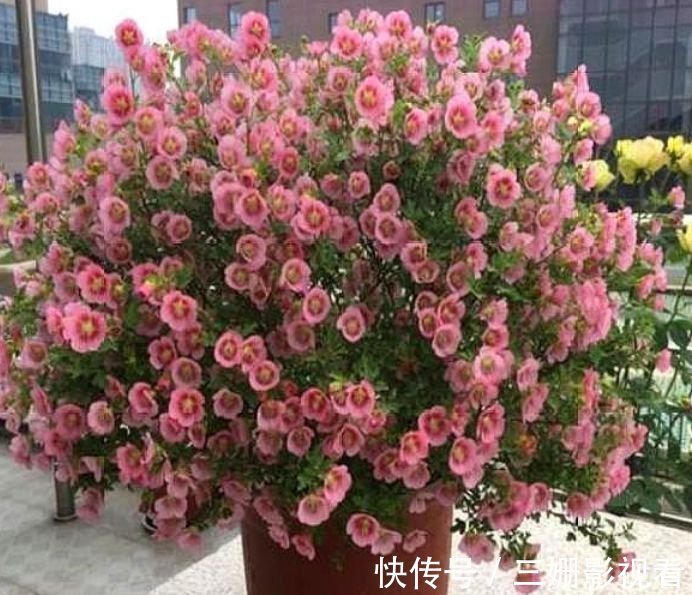 阳台养花,不妨养这4款植物,开花一簇簇,好养又漂亮