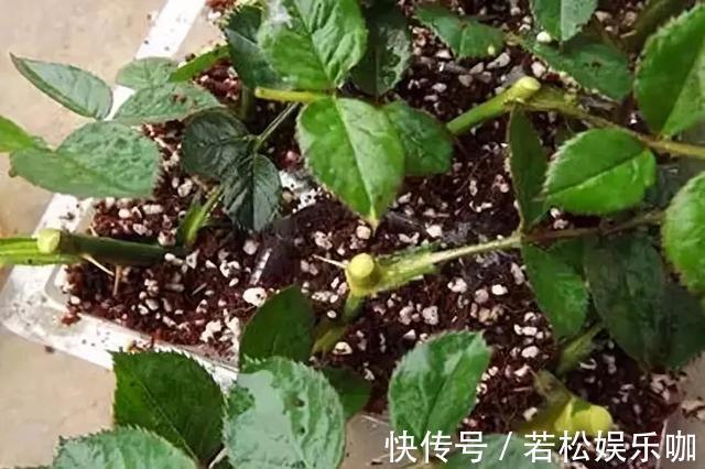 花卉|生根剂不用买,用家家都有的“小东西”,2分钟就能制出来