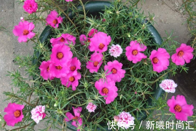 天热养花不能错过的3种向阳植物,每一个都是沾土即活