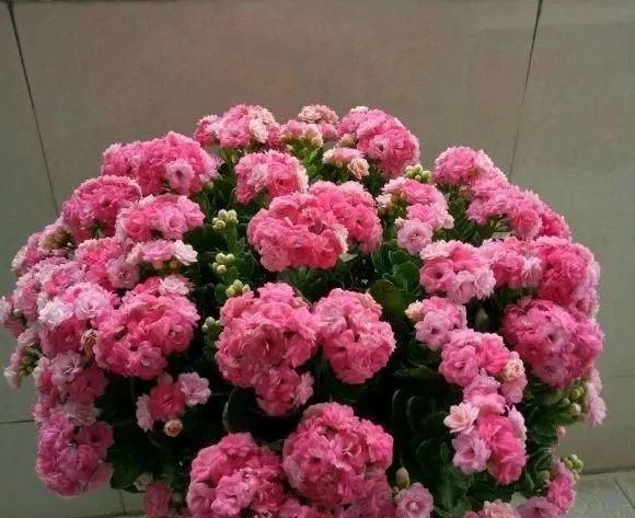 长寿|一棵长寿的花,124个花箭,开花,锅盖打开的方法