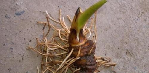 现在这种野生的植物,在市面上很抢手,售价也不低