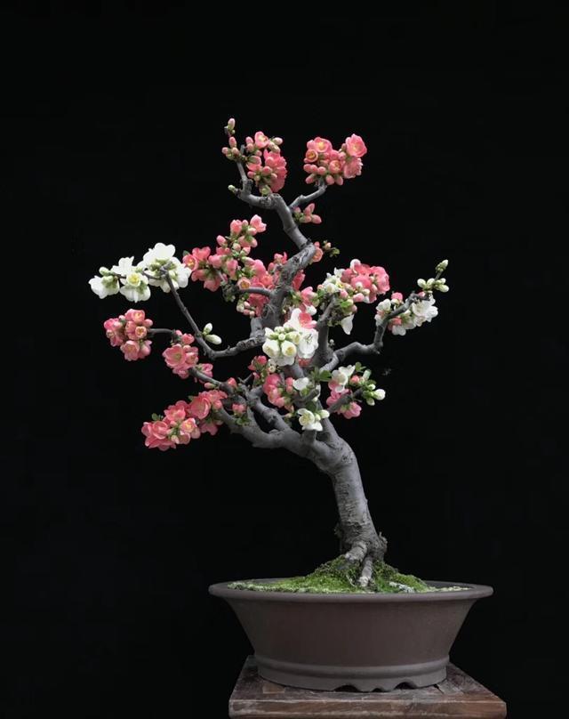 菊花|5种“吉祥花”,古代人也喜欢养,寓意好又富贵,日子越过越舒心