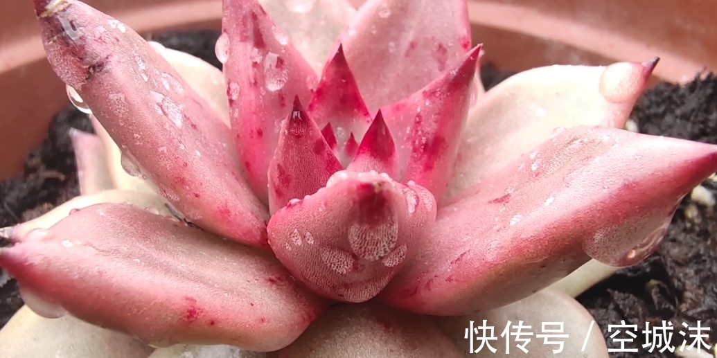 叶片|多肉植物不常见问题,干瘪干皱,难以服盆等,看看有您遇到了吗