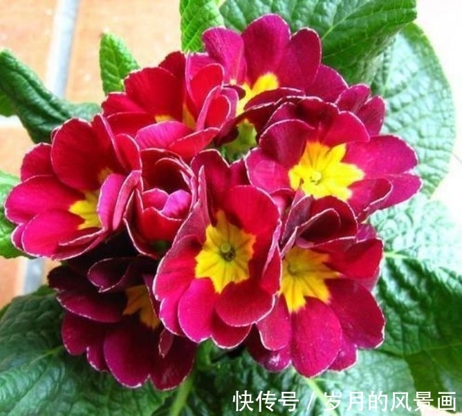 养此款花卉，花大服盆快，四季繁花似锦，姿色艳丽