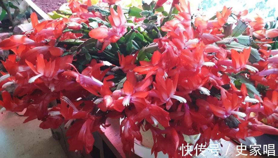 掌握住4个小诀窍，11月居家盆栽蟹爪兰，开花就能又多又艳丽