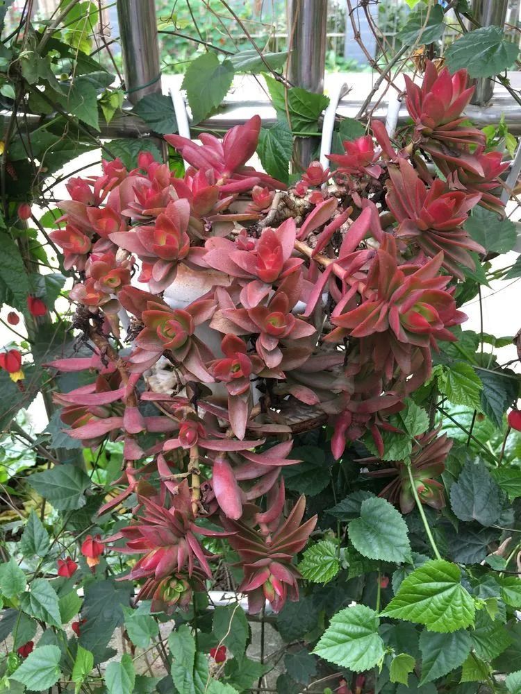 养多肉会上瘾,3年养了500多盆,既美化了环境又愉悦了心境!