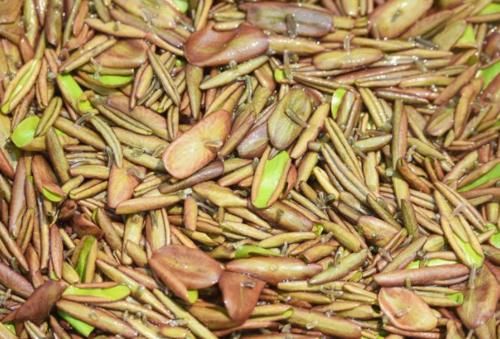 女性月经期间，多吃此物，可排出子宫污血，预防妇科炎症！