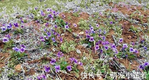 老人|它叫地黄瓜，是包饺子的好材料，很多老人吃过，如今知道的人不多