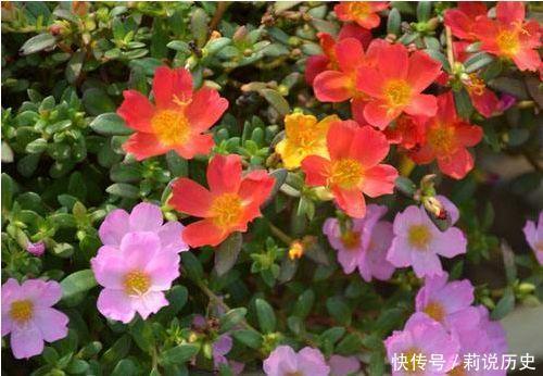 金银花|养花就养此4种,好看又好养,开花勤快,花量巨大家里变成小花园