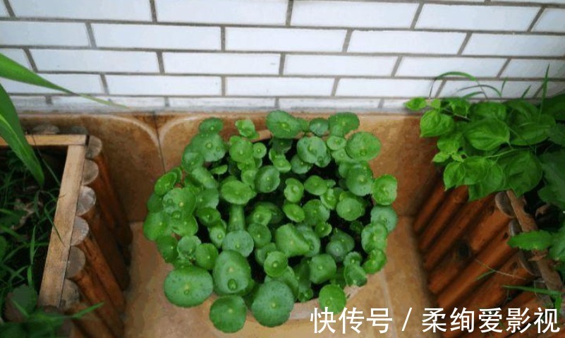 厨房清洁“神器”小苏打，拿来养花，2种用法5大好处