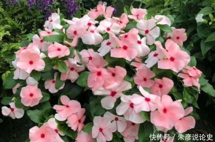 开花|家养几些植物,阳台开出花海,花大色艳,颜值超高的