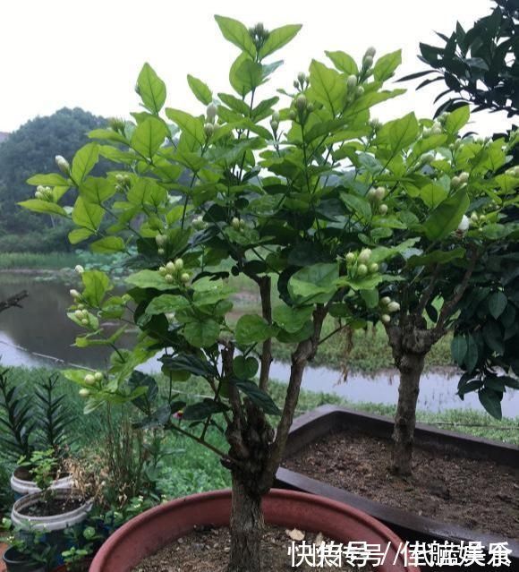 发黄|茉莉出现特殊“黄叶”，用“特殊”液体浇，一浇就发绿花朵呼呼冒