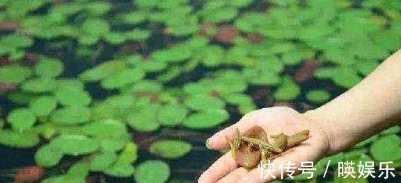 葡萄茎|池塘里的一种野菜,吃起来比豆腐还嫩,现在卖到30多一斤