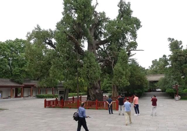 陕北|陕北有我国一真正的黄帝陵墓，一颗柏树5000年历史，七个人围不住