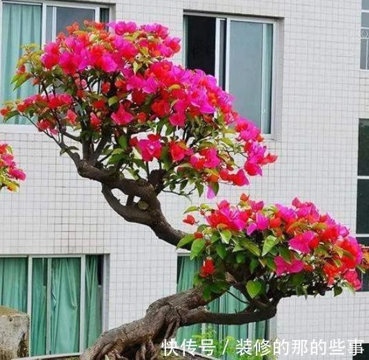 秋天三角梅在3种情况下,千万不能晒太阳,一晒就黄叶剩个空盆