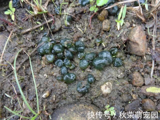 葛仙米|稻田里的这个野味,人称“土燕窝”,蛋白质是牛肉的2倍,别错过