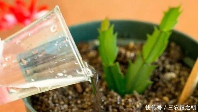 蟹爪兰的花期到了, 这样做, 花开压断枝头!