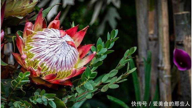 真正超长待机的花草排名，选一盆养家里，花期长，天天都能赏春天