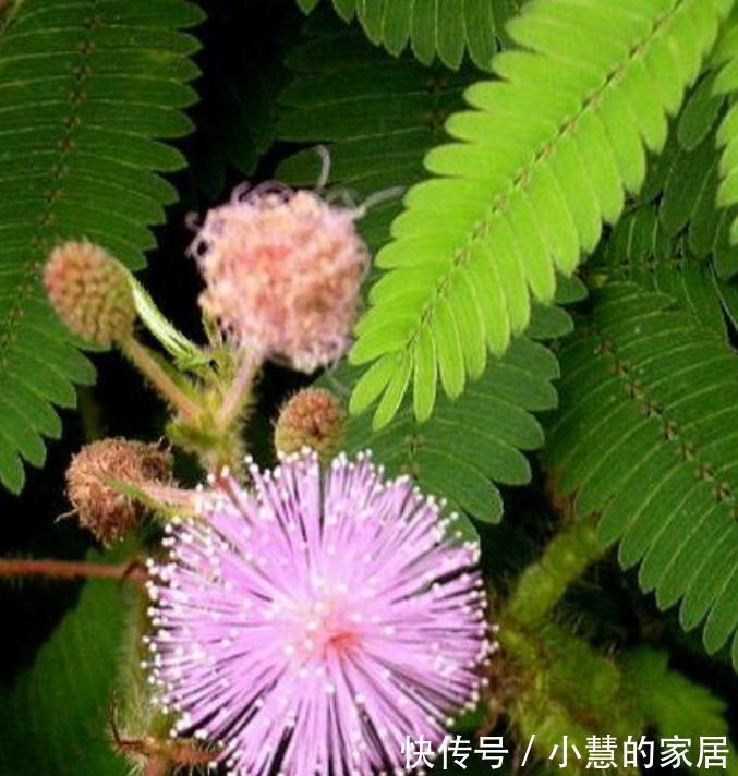 “美丽有毒”的植物，快来认识11种“毒花毒果”，不吃亏不上当