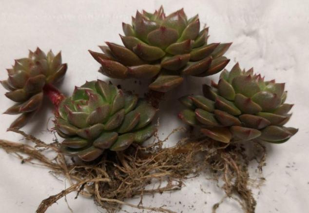 花友|提醒肉友换盆土,你弄清楚什么时候动手合适,如何操作了吗