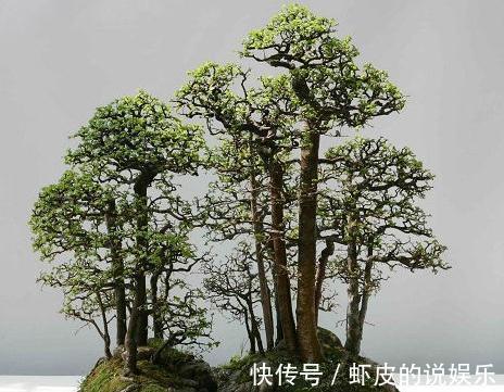 至新手朋友们的一封信,盆景造型前,造型中要注意哪些