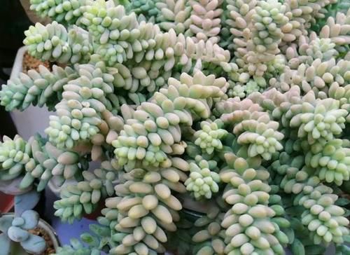  叶子|多肉玉缀怎么养？掌握“4点”，一簇簇的叶子将长得又密又粉嫩