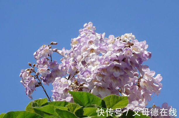 农历9月25日霜降后，养什么花？以下3种花，大吉大利大富大贵