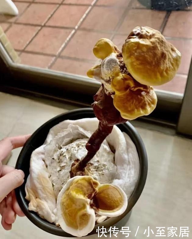 灵芝|自己种的灵芝能不能吃?入口的东西要慎重,莫馋嘴!