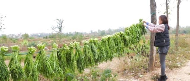 农村这种野菜,可以用来做咸菜,对咳嗽、牙龈上火很管用