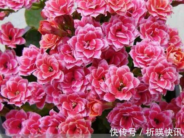 长寿花缺了“它”变成“傻大个”就是不开花,就是欠收拾!