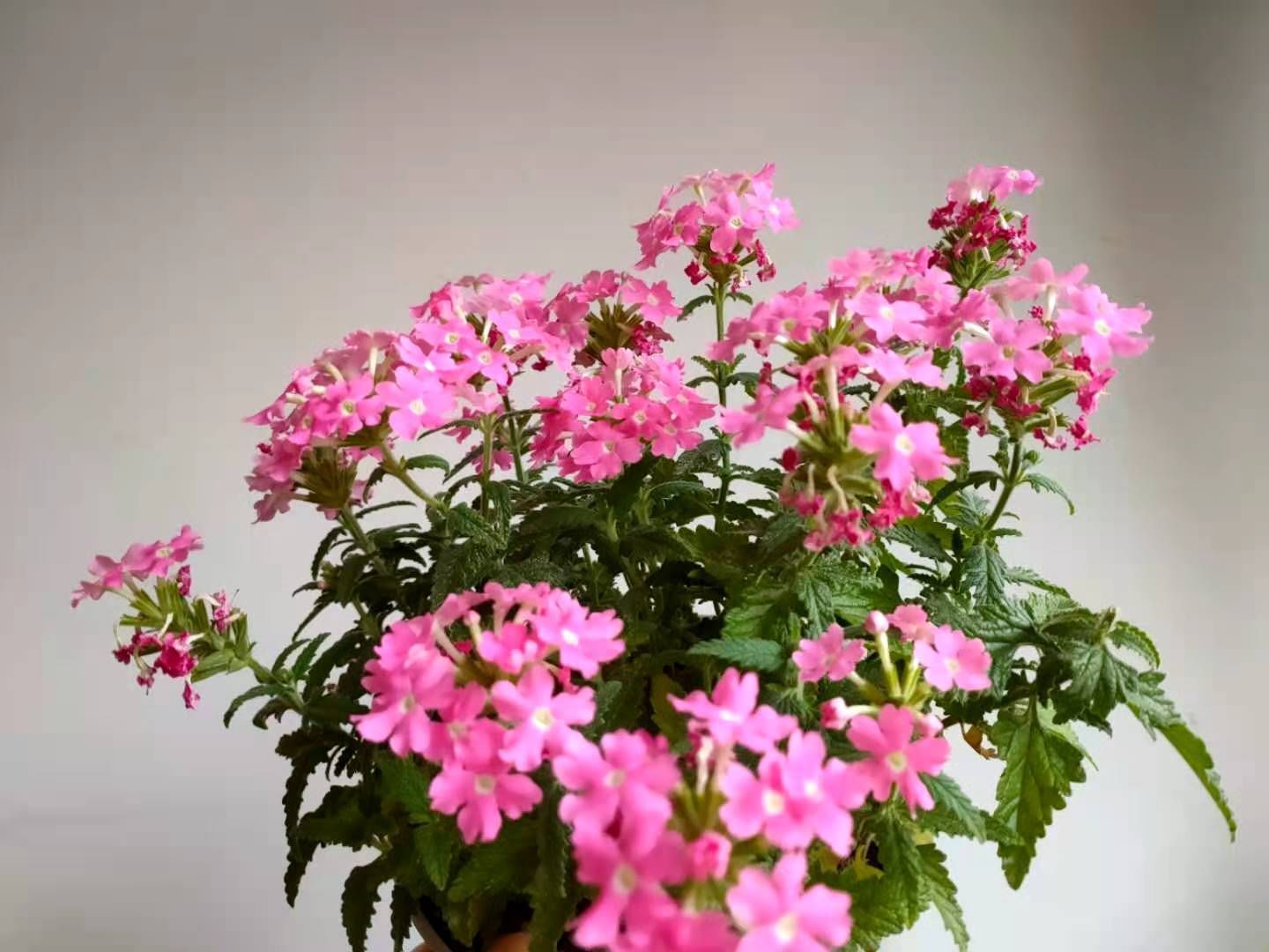 花生壳|花盆底垫什么好?推荐一些实用的东西,既透水又保肥