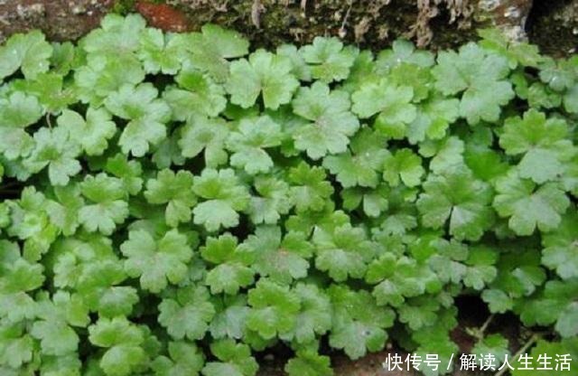 此草貌不惊人，形状似铜钱，扎根大江南北，可惜很多人不知其药效！