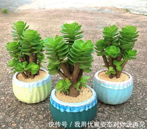 第一次养花，就养一盆“阳台精品” 金钱木，清新淡雅，高贵典雅